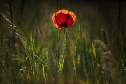 In the grass