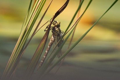 The birth of a dragonfly