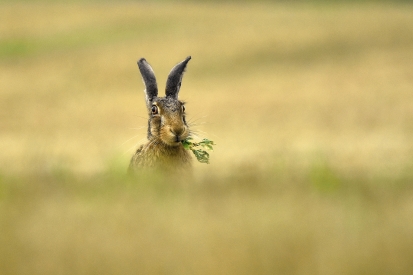 Dining on the meadow