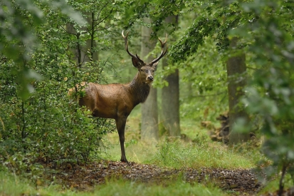 On a forest path