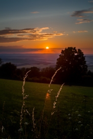 Blades of grass in sunset