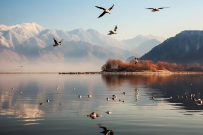 Birds flying over water