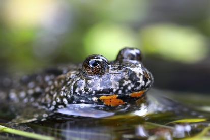 common toad