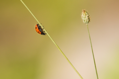 ladybug