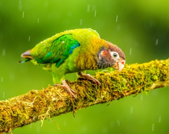 Curious parrot in the rain
