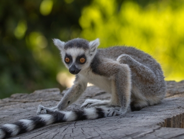 Lemur