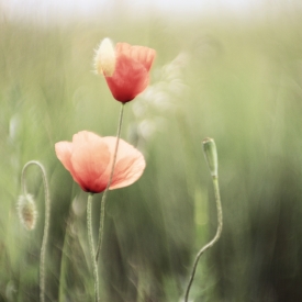 Poppies