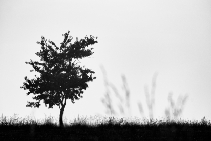 Tree silhouette