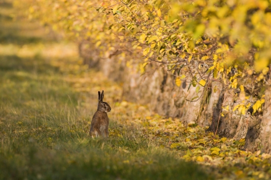 Hare in yellow leaves