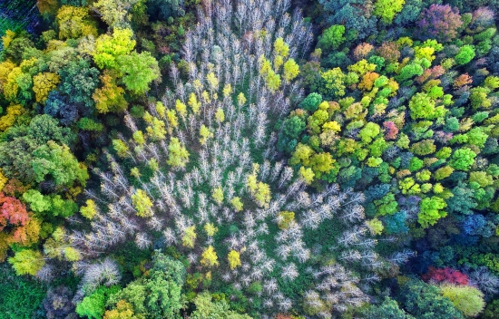 Colorful forest