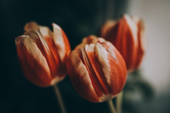 Fresh tulips