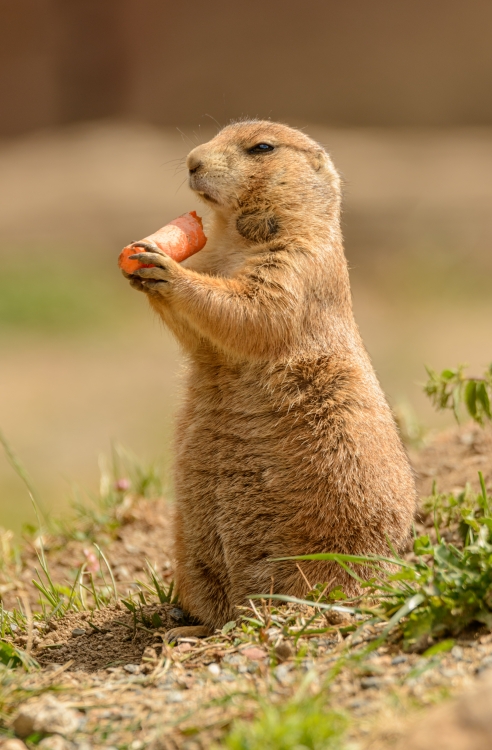Black-tailed prairie dog standing crunching carrot