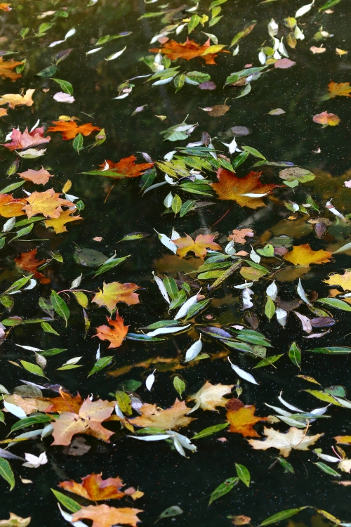 Leaves on the surface