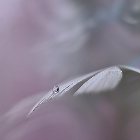 Feather and drop