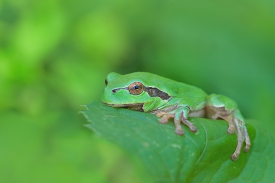 green tree frog