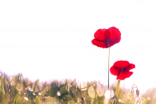 Poppies in fog