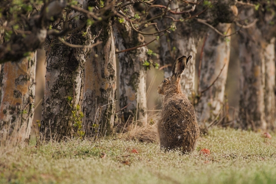 Hare in the forest