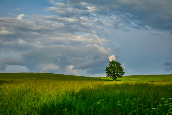 Tree in the fields