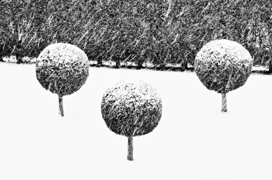 Snow-covered trees