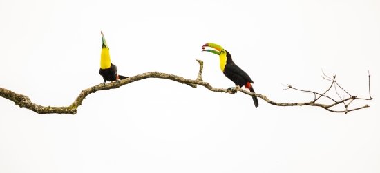 Minimalist toucans