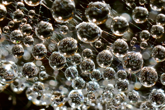 Water drops in a spider web