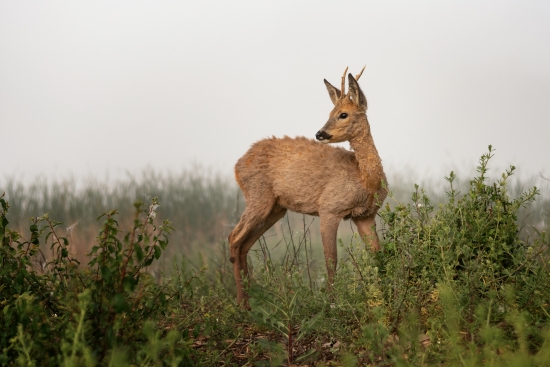 Roe deer in the fog