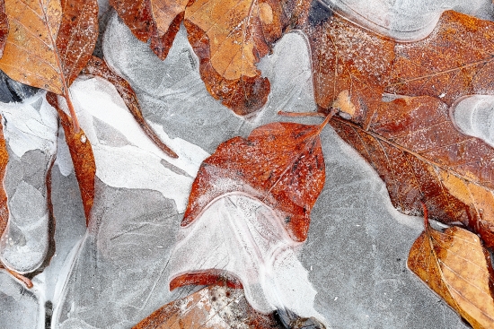 Icy autumn