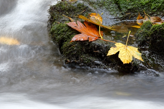 Forest stream