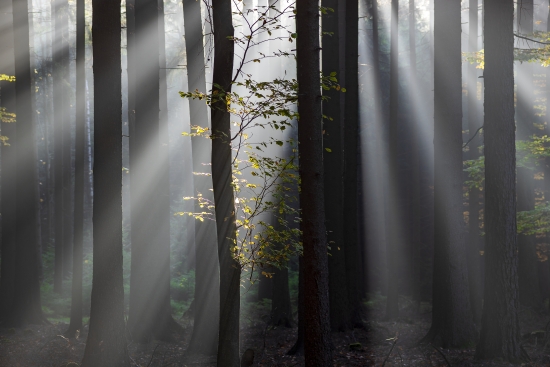 Light and forest