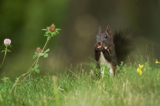 Squirrel