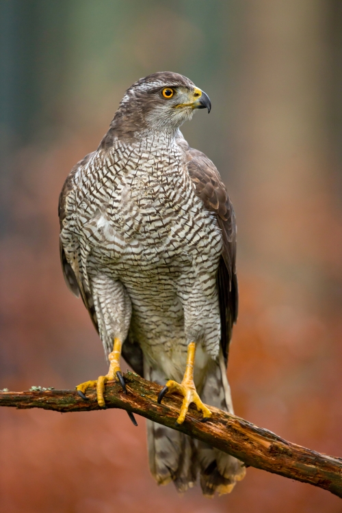 Forest hawk