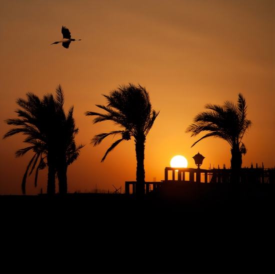 Sunset with heron