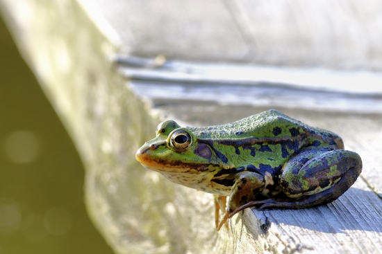 green jumper