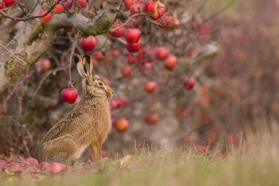 European hare under an apple tree