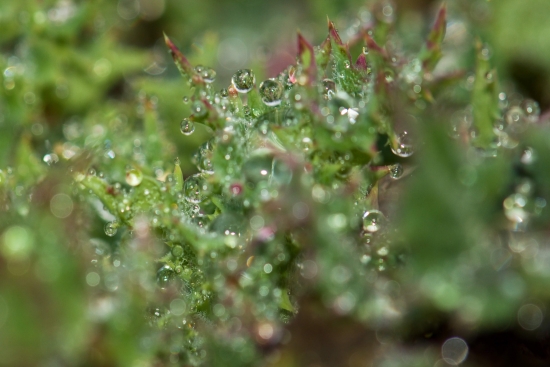 Rain drops in the grass