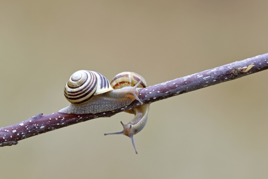 snails on a branch