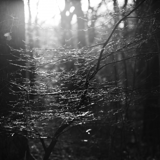 Light in the branches