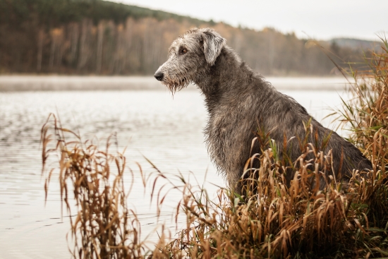 On the river bank