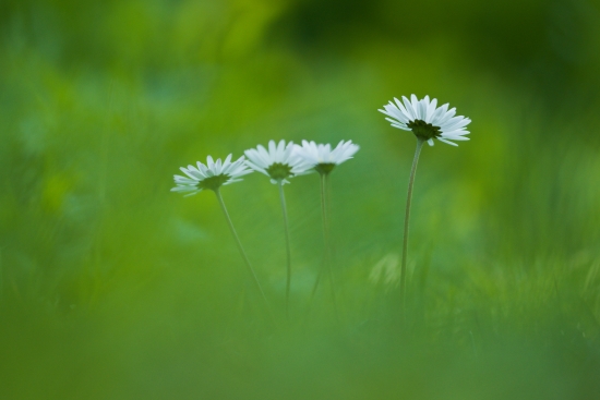 Daisies