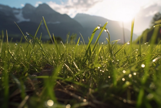 A close up of grass with water droplets on it