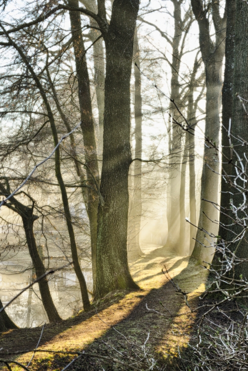 Foggy morning on the dike