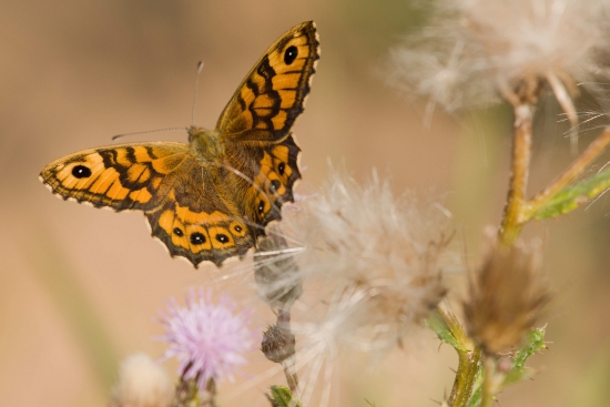 Butterfly on meadow