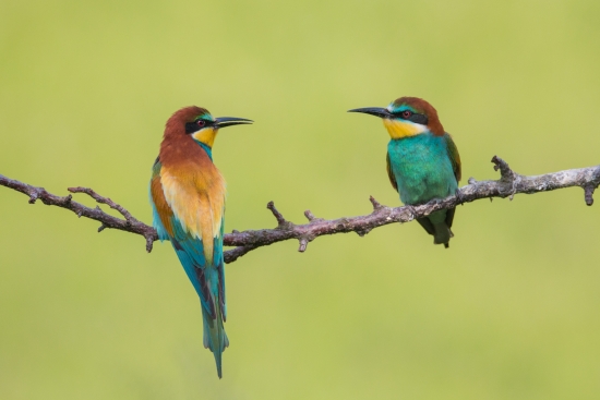 Colorful birds on a twig