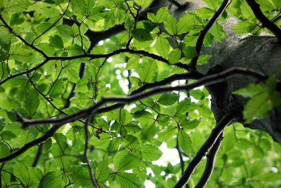 View into the crown of a tree