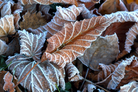 Frozen leaves