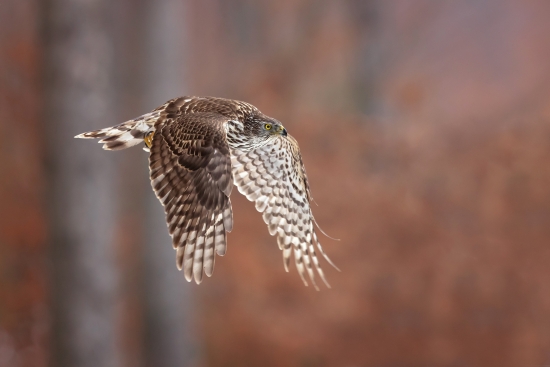 Forest hawk
