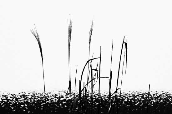 An image of stalks in high contrast
