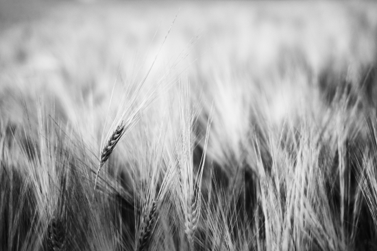 Ear in the field