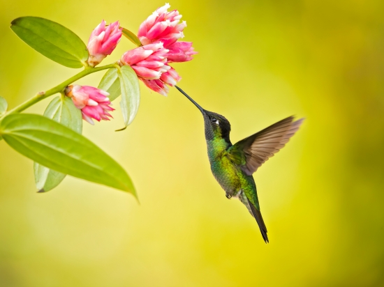 Hummingbird Talamanca