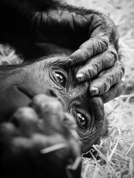 Lowland Gorilla